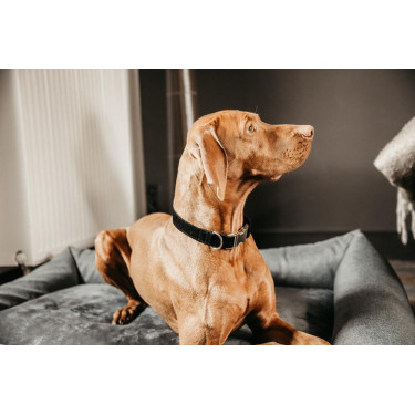 Collare per cane Corduroy Kentucky Nero