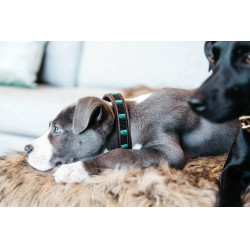 Collare per cane con perle fatte a mano Kentucky Nero