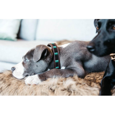 Collare per cane con perle fatte a mano Kentucky Nero