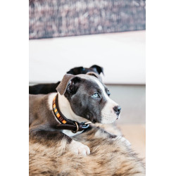 Collare per cane con perle fatte a mano Kentucky Arancione