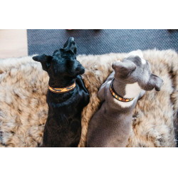 Collare per cane con perle fatte a mano Kentucky Arancione