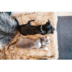 Collare per cane con perle fatte a mano Kentucky Azzurro chiaro Blu