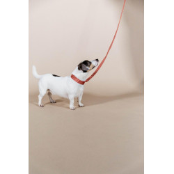 Collare per cane Jacquard Kentucky Terracotta Arancione Collare per cane Jacquard Kentucky Terracotta Arancione