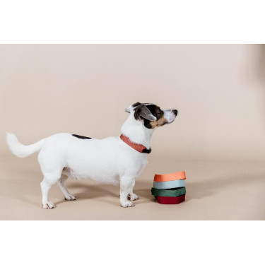 Collare per cane Jacquard Kentucky Collare per cane Jacquard Kentucky