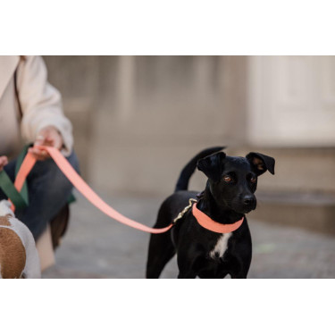 Collare per cane Jacquard Kentucky Arancione neon