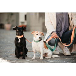 Collare per cane Jacquard Kentucky Arancione neon
