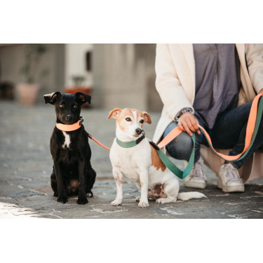 Collare per cane Jacquard Kentucky Arancione neon