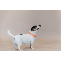 Collare per cane Jacquard Kentucky Arancione neon