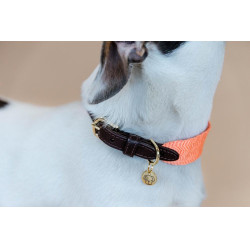 Collare per cane Jacquard Kentucky Arancione neon