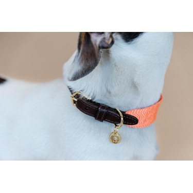 Collare per cane Jacquard Kentucky Arancione neon