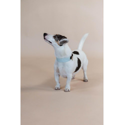 Collare per cane Jacquard Kentucky Azzurro chiaro Blu Collare per cane Jacquard Kentucky Azzurro chiaro Blu