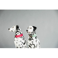 Collare per cane Jacquard Kentucky Verde oliva Collare per cane Jacquard Kentucky Verde oliva