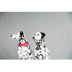 Collare per cane Jacquard Kentucky Verde oliva Collare per cane Jacquard Kentucky Verde oliva