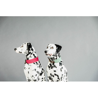 Collare per cane Jacquard Kentucky Verde oliva Collare per cane Jacquard Kentucky Verde oliva