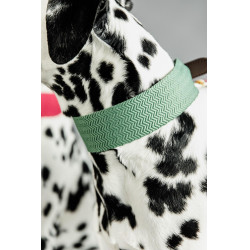 Collare per cane Jacquard Kentucky Verde oliva Collare per cane Jacquard Kentucky Verde oliva