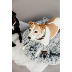 Collare per cane Jacquard Kentucky Verde oliva Collare per cane Jacquard Kentucky Verde oliva