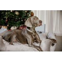 Collare per cane Pied-de-poule Kentucky Nero