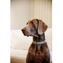 Collier pour chien Pied-de-poule Kentucky Beige Collier pour chien Pied-de-poule Kentucky Beige