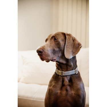 Collier pour chien Pied-de-poule Kentucky Beige Collier pour chien Pied-de-poule Kentucky Beige