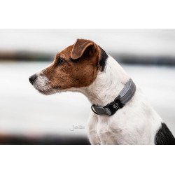 Collare riflettente per cane Kentucky