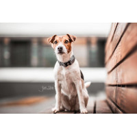 Collare riflettente per cane Kentucky Argento