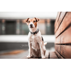 Collare riflettente per cane Kentucky Argento Collare riflettente per cane Kentucky Argento