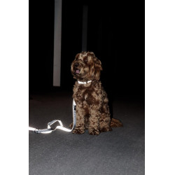 Collare riflettente per cane Kentucky Argento Collare riflettente per cane Kentucky Argento