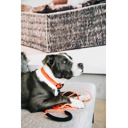 Collare per cane Soft Rubber Kentucky