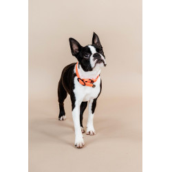 Collare per cane Soft Rubber Kentucky Arancione neon Collare per cane Soft Rubber Kentucky Arancione neon