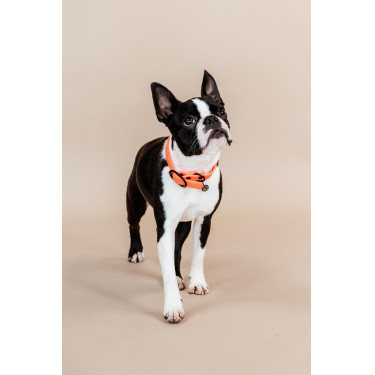 Collare per cane Soft Rubber Kentucky Collare per cane Soft Rubber Kentucky
