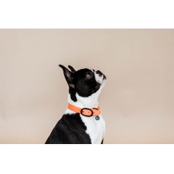 Collare per cane Soft Rubber Kentucky Arancione neon Collare per cane Soft Rubber Kentucky Arancione neon