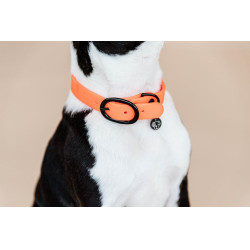 Collare per cane Soft Rubber Kentucky Arancione neon Collare per cane Soft Rubber Kentucky Arancione neon