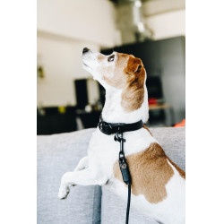 Collare per cane Soft Rubber Kentucky Nero Collare per cane Soft Rubber Kentucky Nero