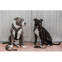 Collare per cane Teddy Fleece Kentucky Verde abete