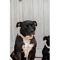 Collare per cane Teddy Fleece Kentucky Verde abete Collare per cane Teddy Fleece Kentucky Verde abete