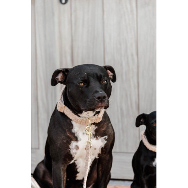 Collier pour chien Teddy Fleece Kentucky Beige Collier pour chien Teddy Fleece Kentucky Beige