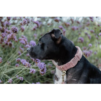 Collare per cane Teddy Fleece Kentucky Rosa antico