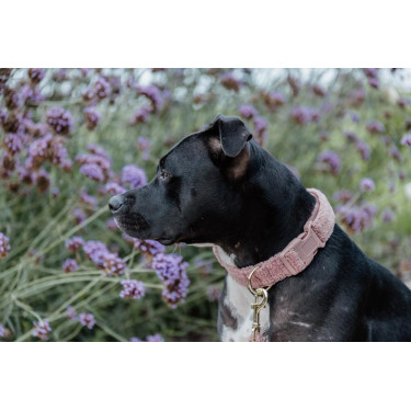 Collare per cane Teddy Fleece Kentucky Rosa antico