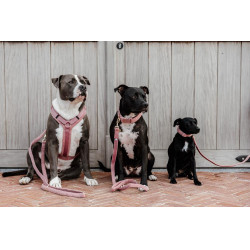 Collare per cane Teddy Fleece Kentucky Rosa antico