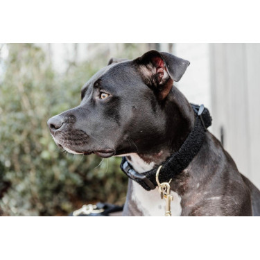 Collare per cane Teddy Fleece Kentucky Nero