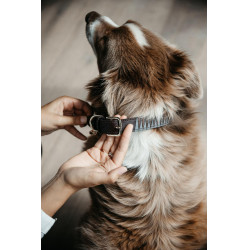 Collare per cane Triangle Kentucky Collare per cane Triangle Kentucky