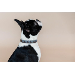 Collare per cane Triangle Kentucky Collare per cane Triangle Kentucky