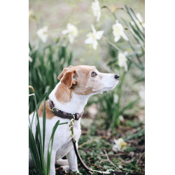 Collare per cane Velvet Leather Kentucky