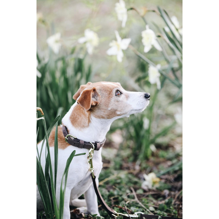 Collare per cane Velvet Leather Kentucky