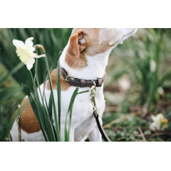 Collare per cane Velvet Leather Kentucky Marrone