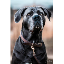 Collare per cane Velvet Leather Kentucky Marrone