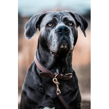 Collare per cane Velvet Leather Kentucky Collare per cane Velvet Leather Kentucky