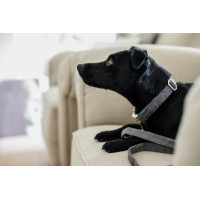 Collare per cane Wool Kentucky Rosa chiaro Collare per cane Wool Kentucky Rosa chiaro