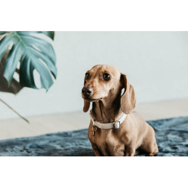 Collier pour chien Wool Kentucky Beige