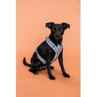 Imbracatura per cane Active Reflective Kentucky Argento